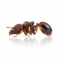 Preview: Acanthomyrmex thailandensis
